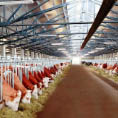 BELFARM